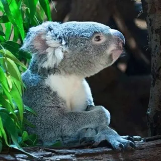🐨 koala, australian wildlife, animal, marsupial, nature, cute, wildlife telegram sticker