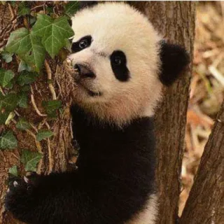 😑 panda, animal, cute, nature, wildlife, climbing telegram sticker