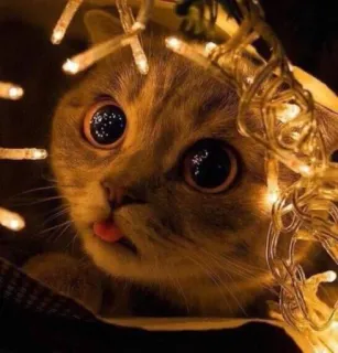 🤩 cat, animal, cute, lights, tongue, funny telegram sticker