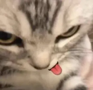 😜 cat, animal, tongue, pet, meme, cute telegram sticker