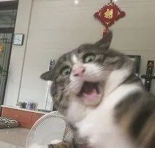 😺 кот, удивлённый, смешной, мем, животное, домашнее животное, испуганный whatsapp sticker