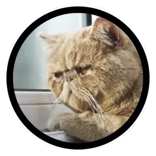 😥 gato, animal, animal de estimação, felino, fofo, doméstico, Exotic Shorthair telegram sticker
