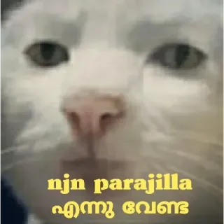 😁 njn parajilla എന്നു വേണ്ട cat, meme, funny telegram sticker