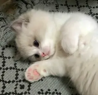😊 gatto, gattino, carino, animale, animale domestico telegram sticker