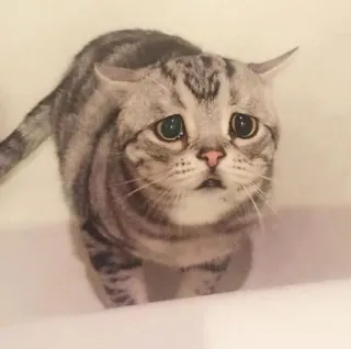 😔 kucing, sedih, hewan peliharaan, binatang, felin, kucing domestik telegram sticker