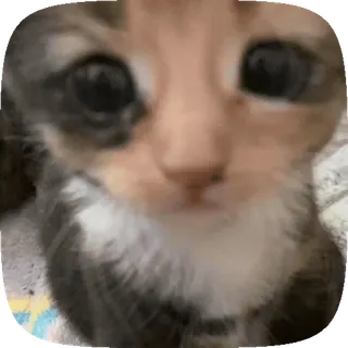🥺 gato, gatito, animal, mascota, lindo, ojos whatsapp sticker
