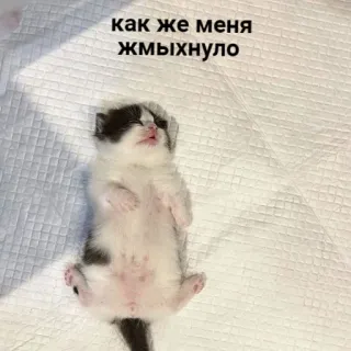 💤 как же меня жмыхнуло ลูกแมว, สัตว์ทารก, น่ารัก, ง่วง, แมว, ผ่อนคลาย telegram sticker