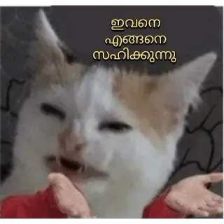 😅 ഇവനെ എങ്ങനെ സഹിക്കുന്നു cat, meme, expression, funny, animal telegram sticker