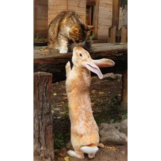 💋 conejo, conejito, gato, animales, naturaleza, amigos telegram sticker