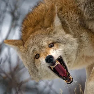😱 coyote, animale, fauna selvatica, canino, predatore telegram sticker