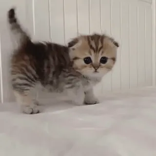 ☹️ 猫, 子猫, スコティッシュフォールド, 可愛い, 動物, ペット, 家畜 telegram sticker