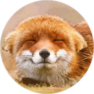 🦊 fuchs, tier, wildtier, süß, rotfuchs, säugetier telegram sticker