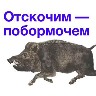 🗣 Отскочим - побормочем jabalí, animal, fauna, ruso, texto telegram sticker