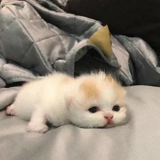 👀 chaton, chat, bébé animal, mignon, animal domestique telegram sticker