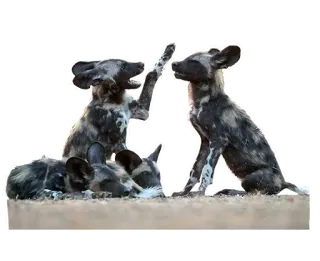 ✋ Likaony rude, Psy, Zwierzęta, Dzikie zwierzęta, Natura, Ochrona przyrody telegram sticker