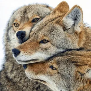 👥 wolves, animals, wildlife, pack, nature telegram sticker
