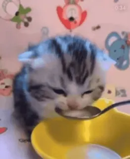 🥄 котёнок, кошка, животное, милый, малыш, ложка, молоко, кормление telegram sticker