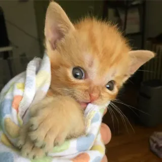 😳 anak kucing, kucing, bayi hewan, kucing oranye, imut, hewan, hewan peliharaan telegram sticker