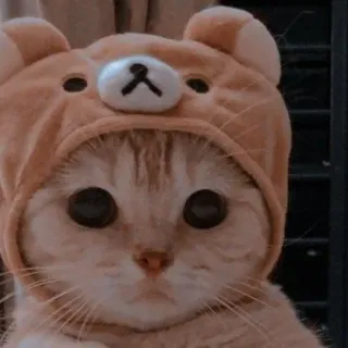 🥺 gato, animal, fofo, animal de estimação, gatinho, urso, chapéu telegram sticker