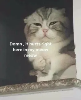 😔 Damn , it hurts right here in my meow meow Katze, Aua, Miau, Tier telegram sticker