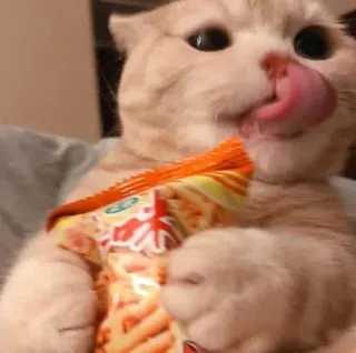 😻 gato, lanche, fofo, animal, lambendo, comida, animal de estimação telegram sticker