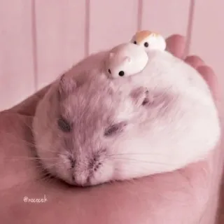 🤏 hamster, animal, cute, pet, small telegram sticker