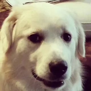 😏 cane, animale domestico, animale, ritratto, cane bianco, carino, animale domestico telegram sticker