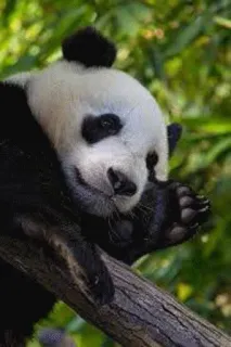 😌 Panda, Animal, Natureza, Mamífero, Vida Selvagem, Urso telegram sticker