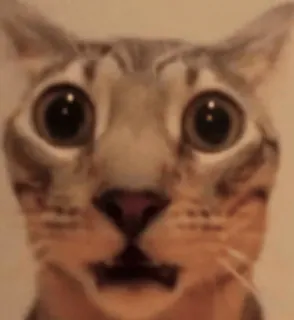 🌟 gato, meme, chocado, animal, engraçado, animal de estimação telegram sticker