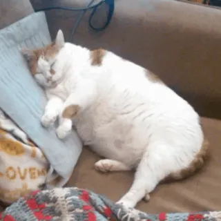 🐱 kucing, tidur, hewan peliharaan, binatang, lucu, domestik, malas telegram sticker