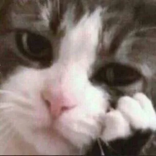 😾 猫, 可愛い, 動物, ペット, ネコ科, 子猫, 飼い猫 telegram sticker