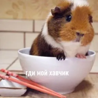 😋 ГДИ МОЙ ХАВЧИК cochon d'Inde, bol, baguettes, mignon, animal telegram sticker