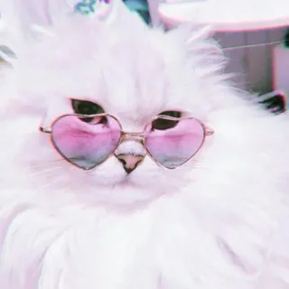 🍓 gato, animal, mascota, gafas de sol, corazón, lindo telegram sticker