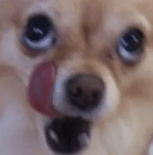 🤤 dog, puppy, pomeranian, licking, cute, animal, pet whatsapp sticker