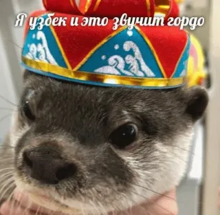 💂‍♀️ Я узбек и это звучит гордо otter, uzbek, hat, animal, funny, culture telegram sticker