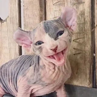 😁 gatto, sphynx, carino, animale, senza pelo, animale domestico telegram sticker
