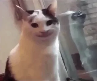 😐 cat, meme, funny, animal, pop cat telegram sticker