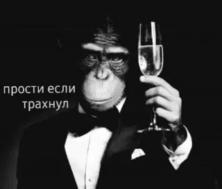 🥂 прости если трахнул scimmia, smoking, champagne, umorismo, animale, scuse telegram sticker
