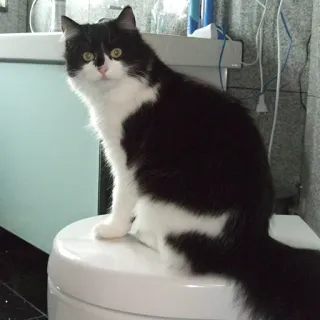 🚽 Katze, Schwarzweiß, Haustier, Tier, Hauskatze, Toilette whatsapp sticker