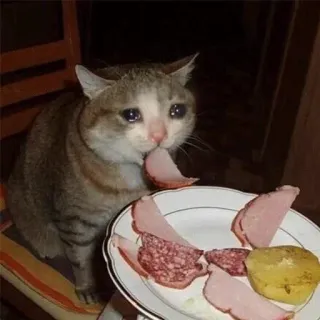 😒 cat, sad, crying, meat, food whatsapp sticker