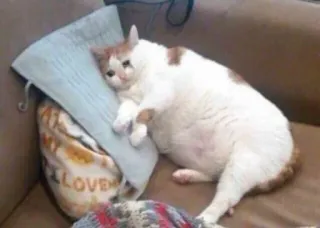 😩 LOVE gato, mascota, animal, lindo, almohada telegram sticker