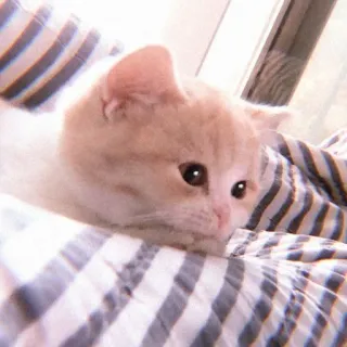 🐱 kucing, anak kucing, hewan peliharaan, hewan, imut, kucing domestik, felin telegram sticker