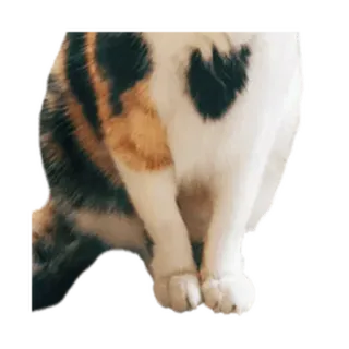 ⚪️ gato, animal, calicó, mascota, animal doméstico whatsapp sticker