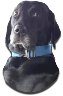 DontBeDog telegram stickers