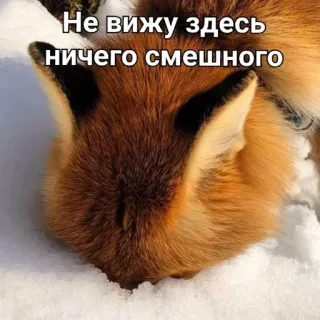 😶 Не вижу здесь ничего смешного raposa, neve, animal, meme, engraçado telegram sticker