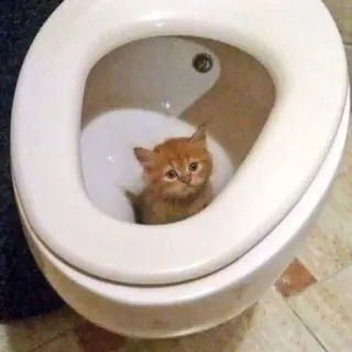 🥺 kucing, anak kucing, toilet, hewan peliharaan, binatang, imut, lucu telegram sticker
