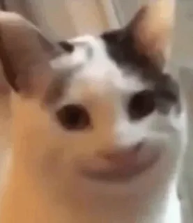 🐱 gato, animal, meme, animal de estimação, engraçado, fofo telegram sticker