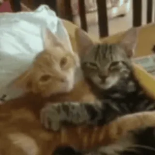 🥰 gatos, gatinhos, fofos, animais, domésticos, felinos telegram sticker