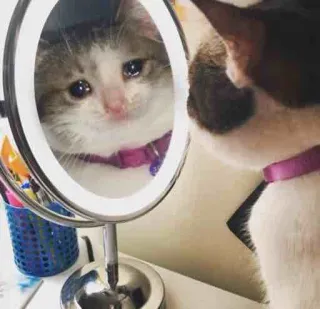 😭 cat, mirror, pet, kitten, reflection, sad, crying whatsapp sticker