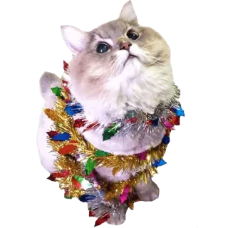 🎄 cat, kitten, tinsel, christmas, cute, pet, animal telegram sticker